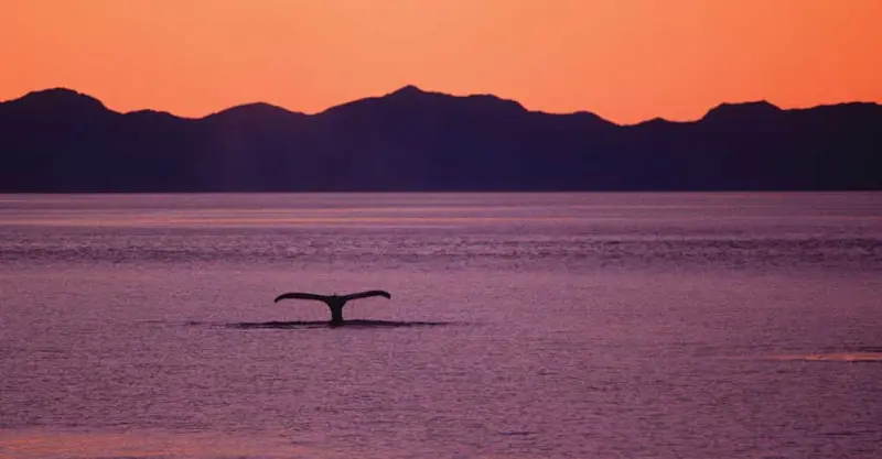 Humpback whale tail, Chatham Strait, Alaska.