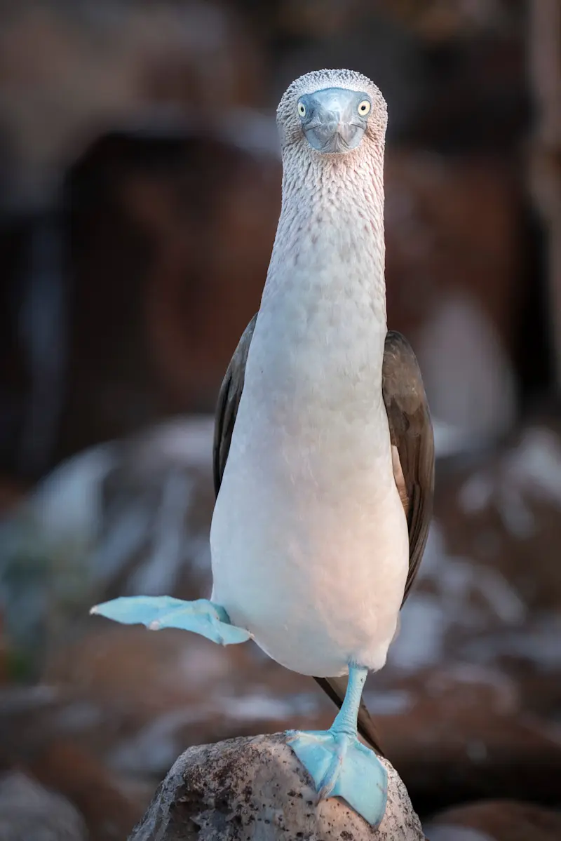 Blue-footed booby, San Cristobal Island, Galapagos, Ecuador.