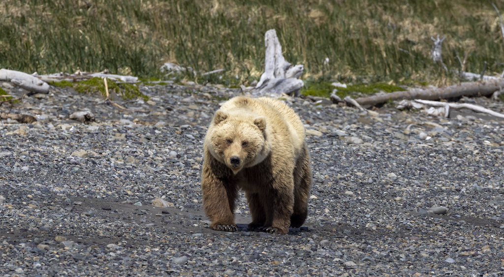 Beforeyougo|Alaska-North|Alaska|_08A2056