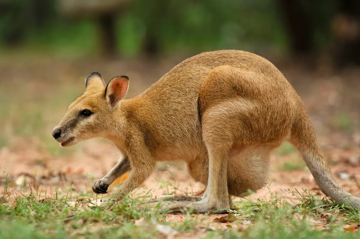 Agile wallaby, Kakadu National Park, Australia.