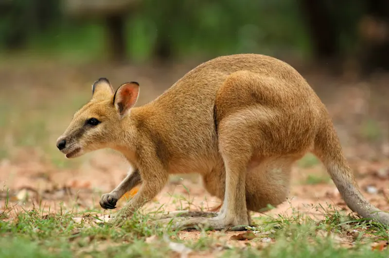 Agile wallaby, Kakadu National Park, Australia.
