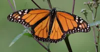Monarch butterfly, Chincua Sanctuary, Angangueo, Mexico.