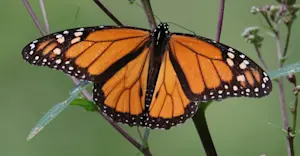 Monarch butterfly, Chincua Sanctuary, Angangueo, Mexico.