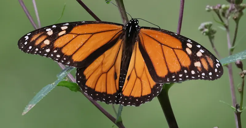 Monarch butterfly, Chincua Sanctuary, Angangueo, Mexico.