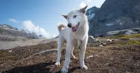 Greenlandic sled dog.