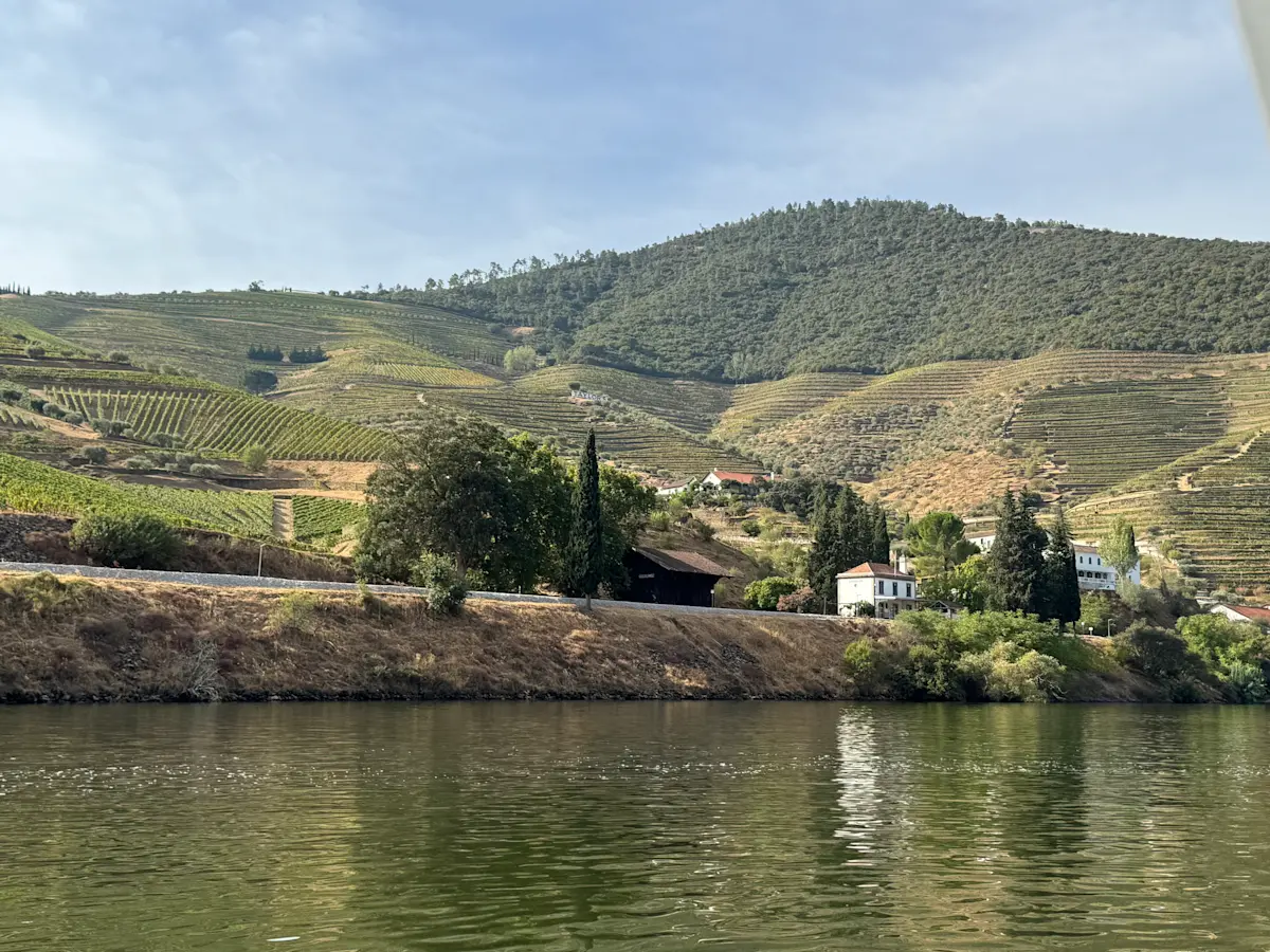 Vineyard along the Douro River in Portugal.