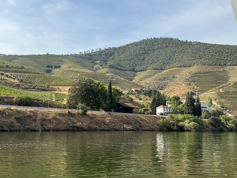 Vineyard along the Douro River in Portugal