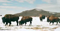 Herd of bison in Antelope Island State Park, Utah.