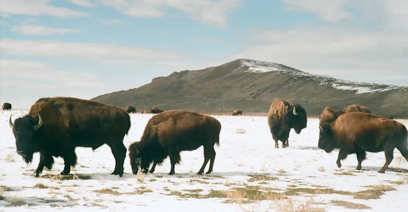 Herd of bison in Antelope Island State Park, Utah.