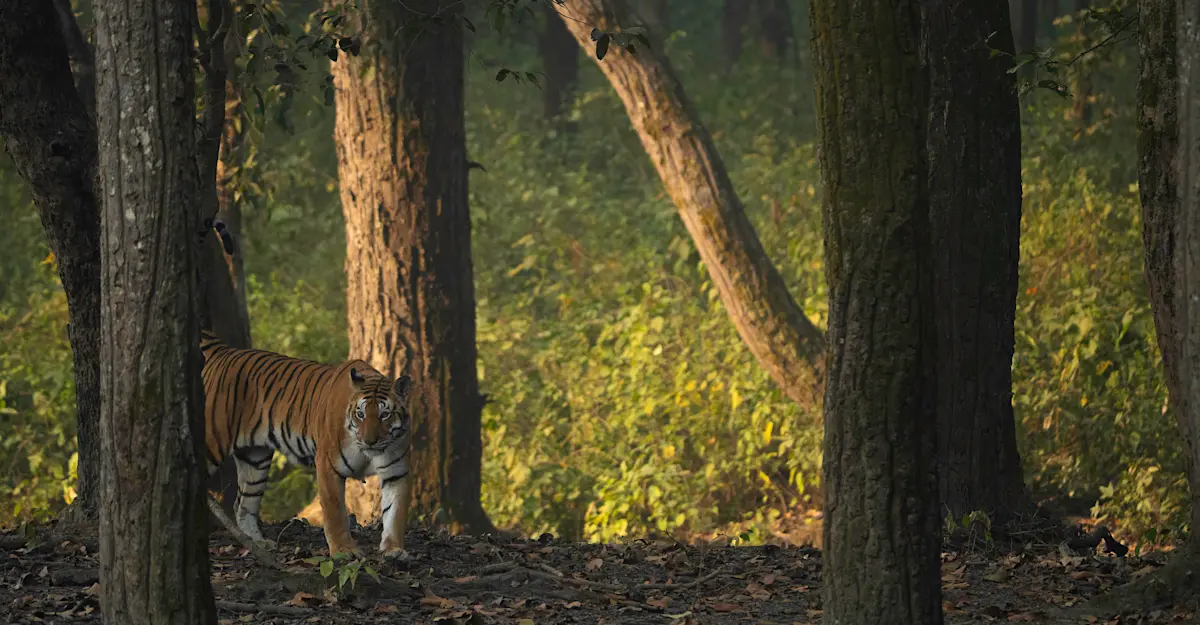 Tiger, Kanha National Park, India.