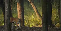 Tiger, Kanha National Park, India.