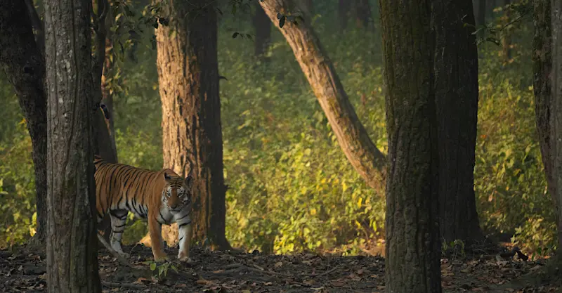 Tiger, Kanha National Park, India.