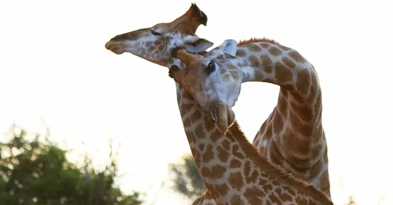 Giraffes, Madikwe Game Reserve, South Africa.