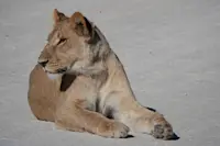 Lioness on the runway in Botswana. 