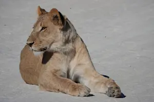 Lioness on the runway in Botswana. 