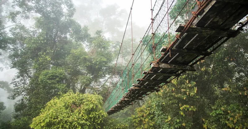 Danum Valley, Borneo.