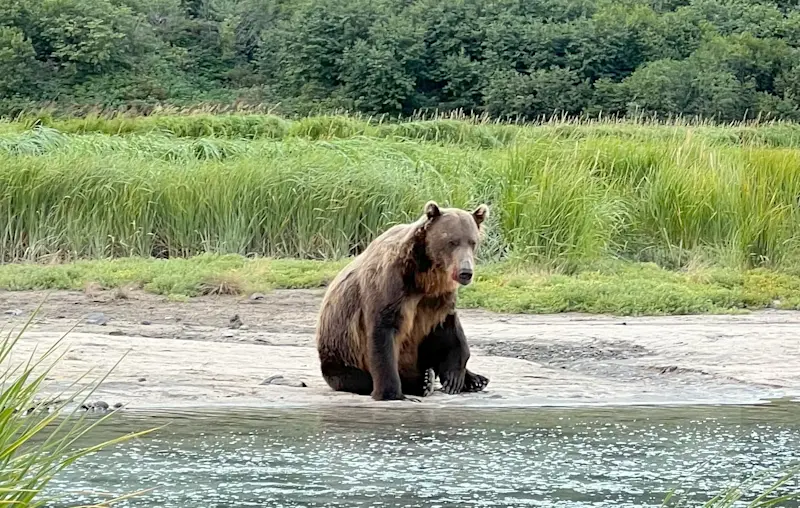 Kodiak wild. Grizzly spotted in Alaska. 