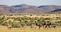 Zebras, Ongava Game Reserve, Namibia.
