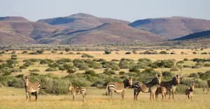 Zebras, Ongava Game Reserve, Namibia.