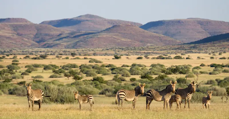 Zebras, Ongava Game Reserve, Namibia.