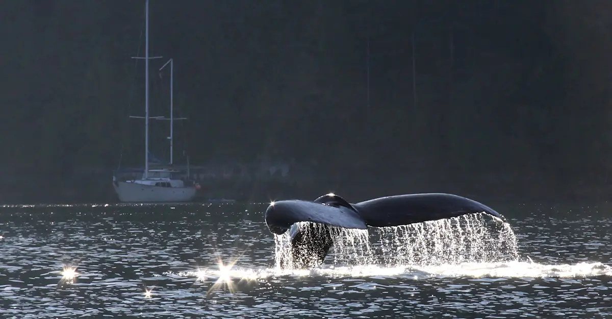 Humpback whale fluke, Bishop Bay, British Columbia.