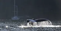 Humpback whale fluke, Bishop Bay, British Columbia.