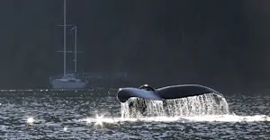 Humpback whale fluke, Bishop Bay, British Columbia.
