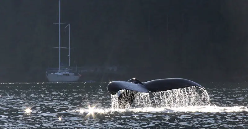 Humpback whale fluke, Bishop Bay, British Columbia.