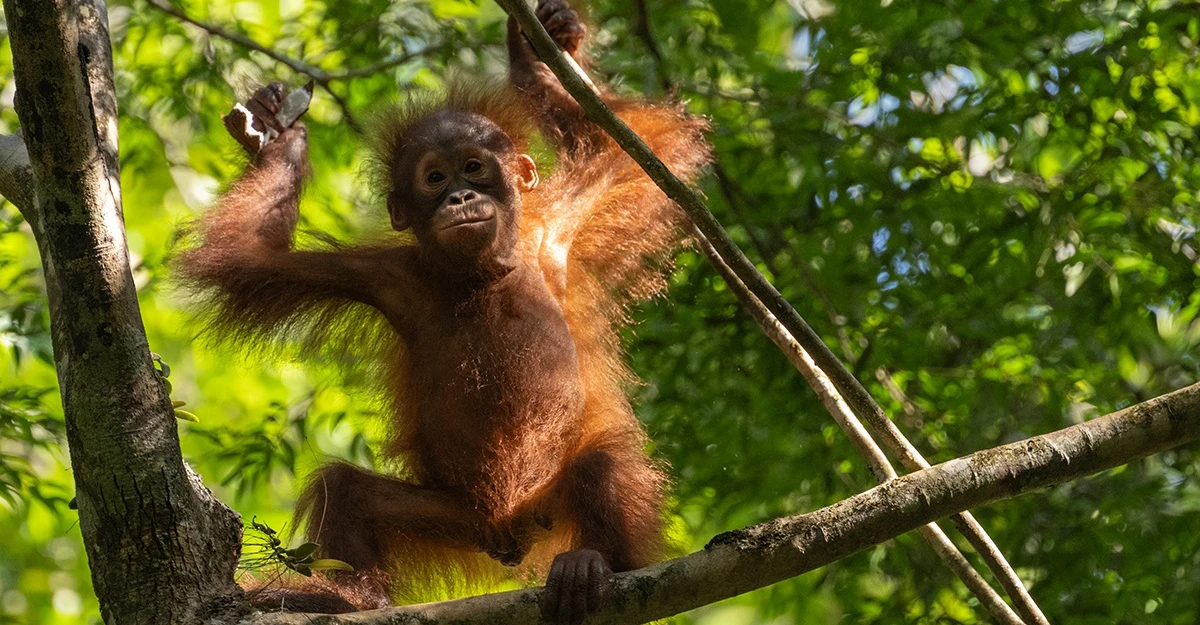Orangutan, Kabili-Sepilok Nature Reserve, Borneo.