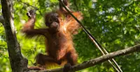 Orangutan, Kabili-Sepilok Nature Reserve, Borneo.