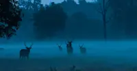 Deer at Blue Hour, India