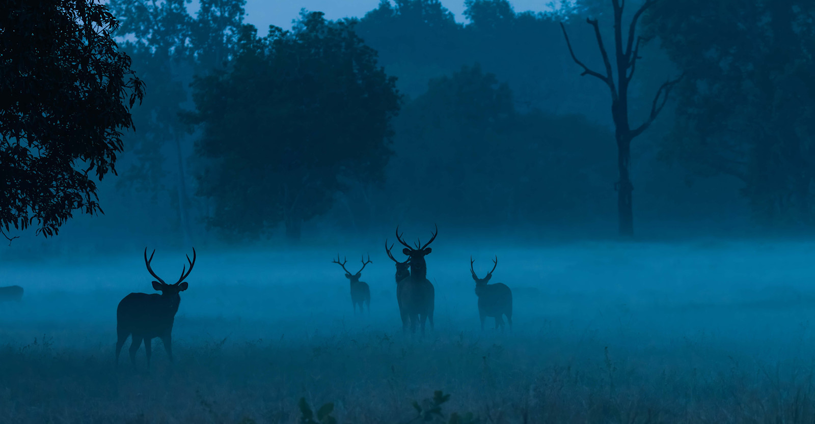 Deer at Blue Hour, India