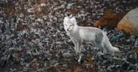 Arctic fox, Churchill, Manitoba, Canada.