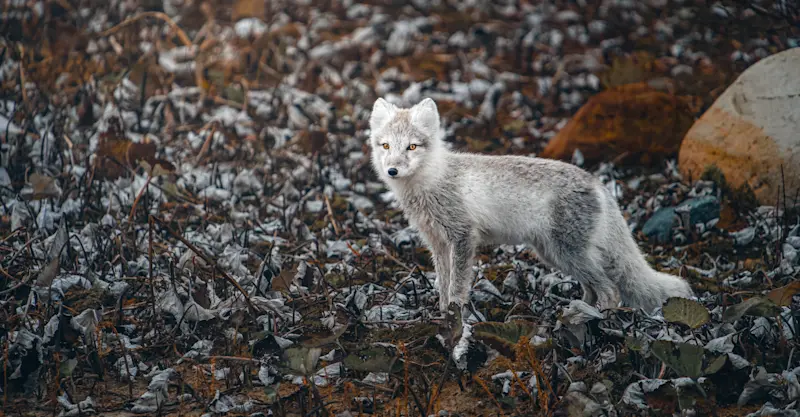 Arctic fox, Churchill, Manitoba, Canada.