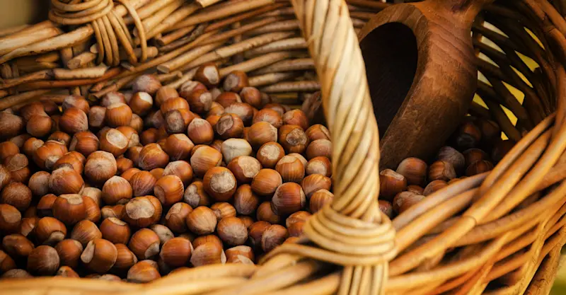 Tonda Gentile hazelnut, Alta Langa, Italy.