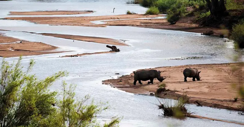 White rhinos, Sabi Sand Game Reserve, South Africa.