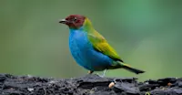 Slideshow Thumbnail 5 of 6