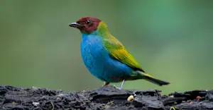 Slideshow Image Thumbnail 5 of 6