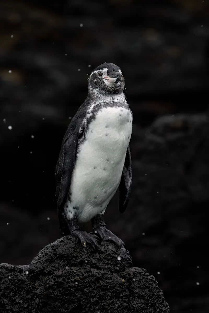Galapagos penguin, Punta Vicente Roca, Galapagos Islands, Ecuador.
