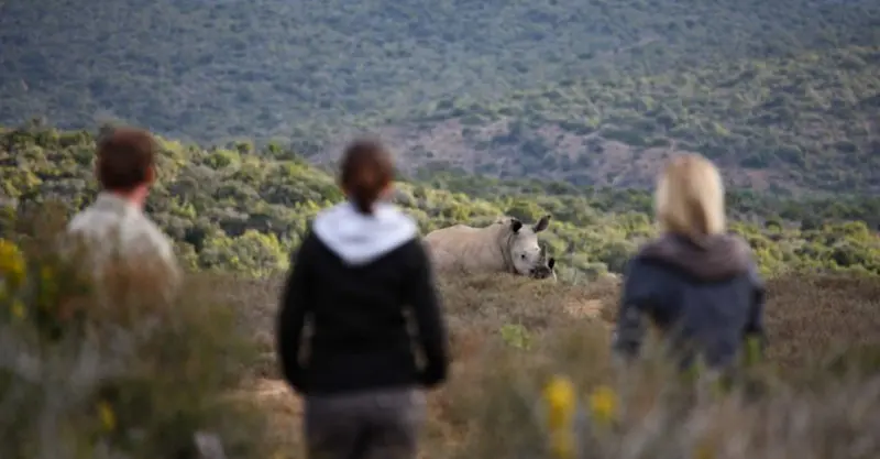 Nat Hab guests and white rhino, Kwandwe Private Game Reserve, South Africa.