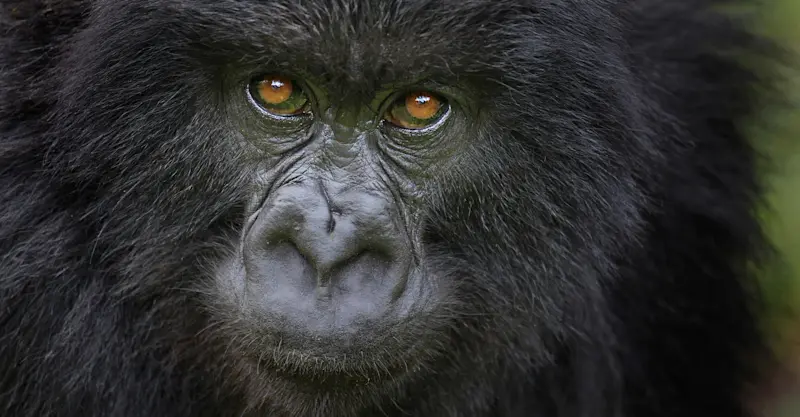Mountain gorilla, Bwindi Impenetrable Forest National Park, Uganda.