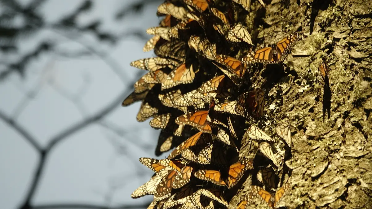 Impossible to capture, unforgettable to witness—The Monarch Migration in Mexico. 