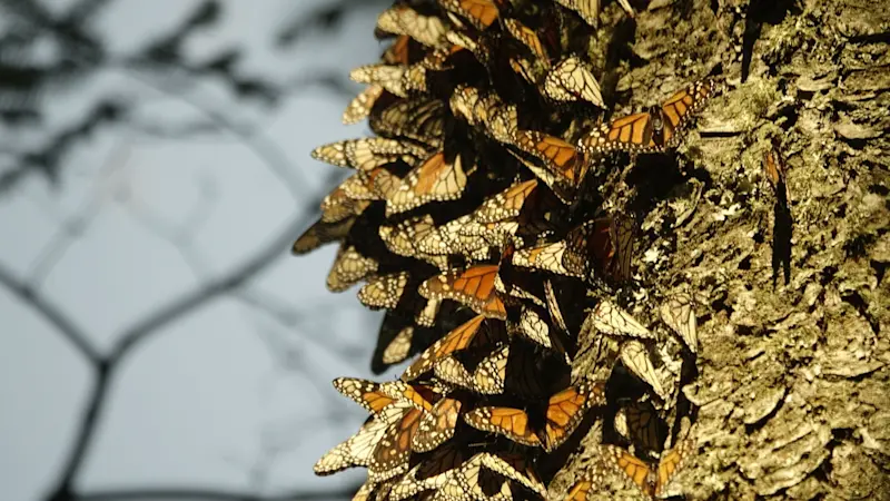 Impossible to capture, unforgettable to witness—The Monarch Migration in Mexico. 