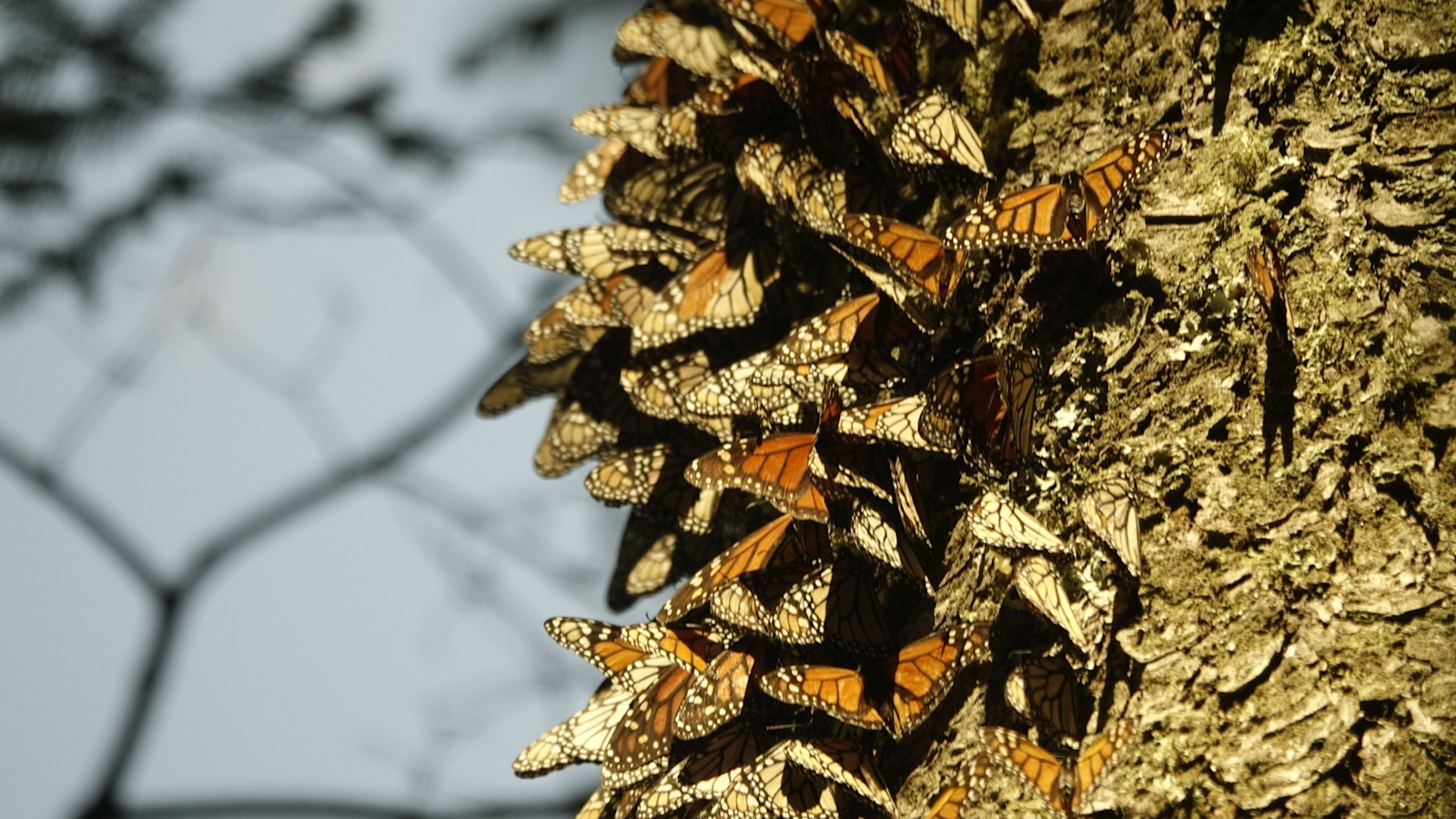 The Monarch Migration—impossible to capture, unforgettable to witness.