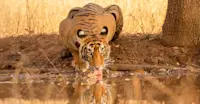 Bengal tiger, Tadoba National Park, India.