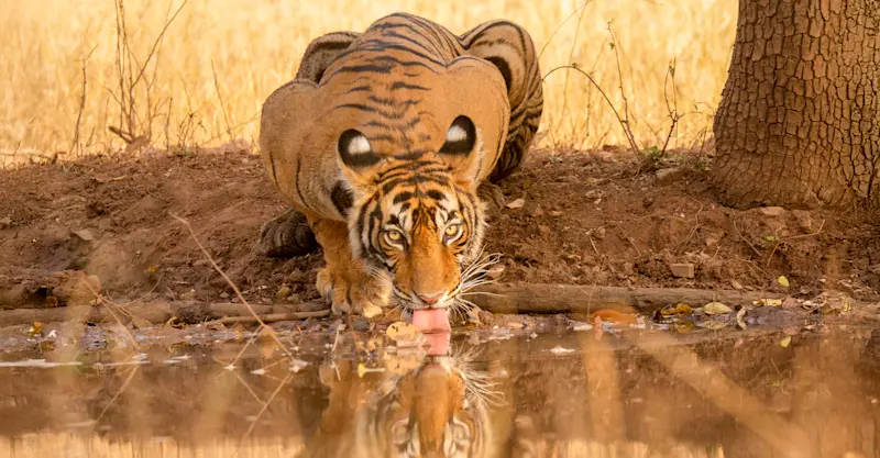 Bengal tiger, Tadoba National Park, India.
