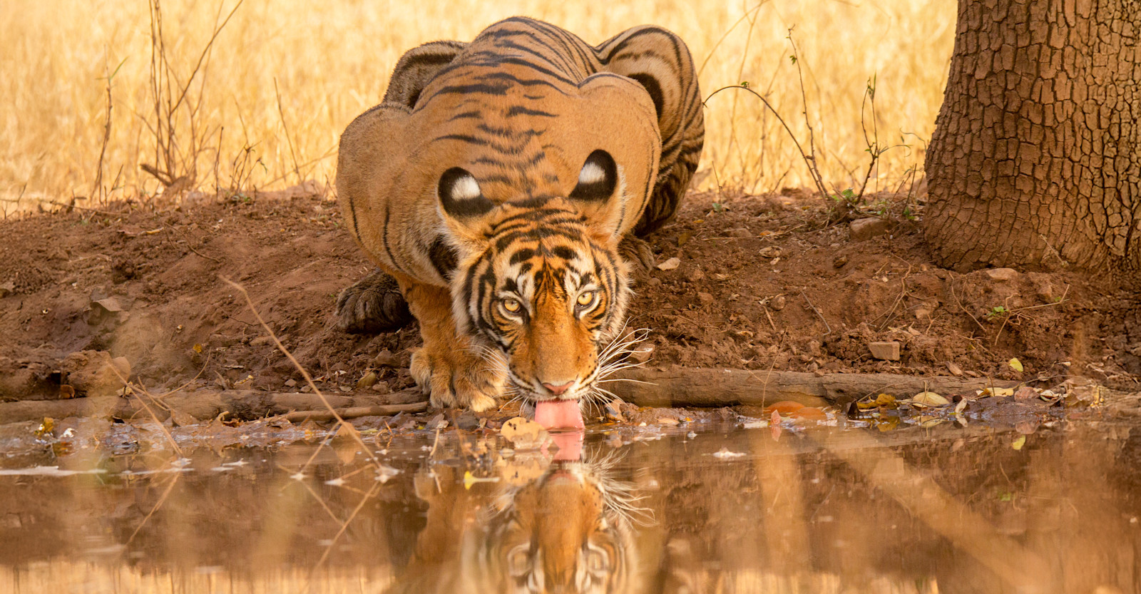 Bengal tiger, Tadoba National Park, India.