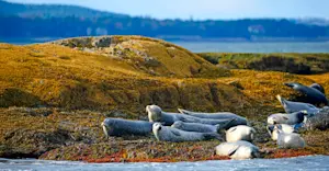 Harbor seals, Acadia National Park, Maine.
