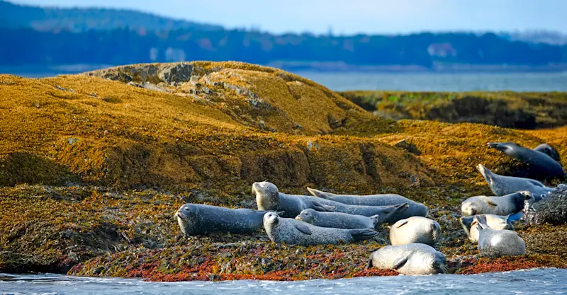 Harbor seals, Acadia National Park, Maine.