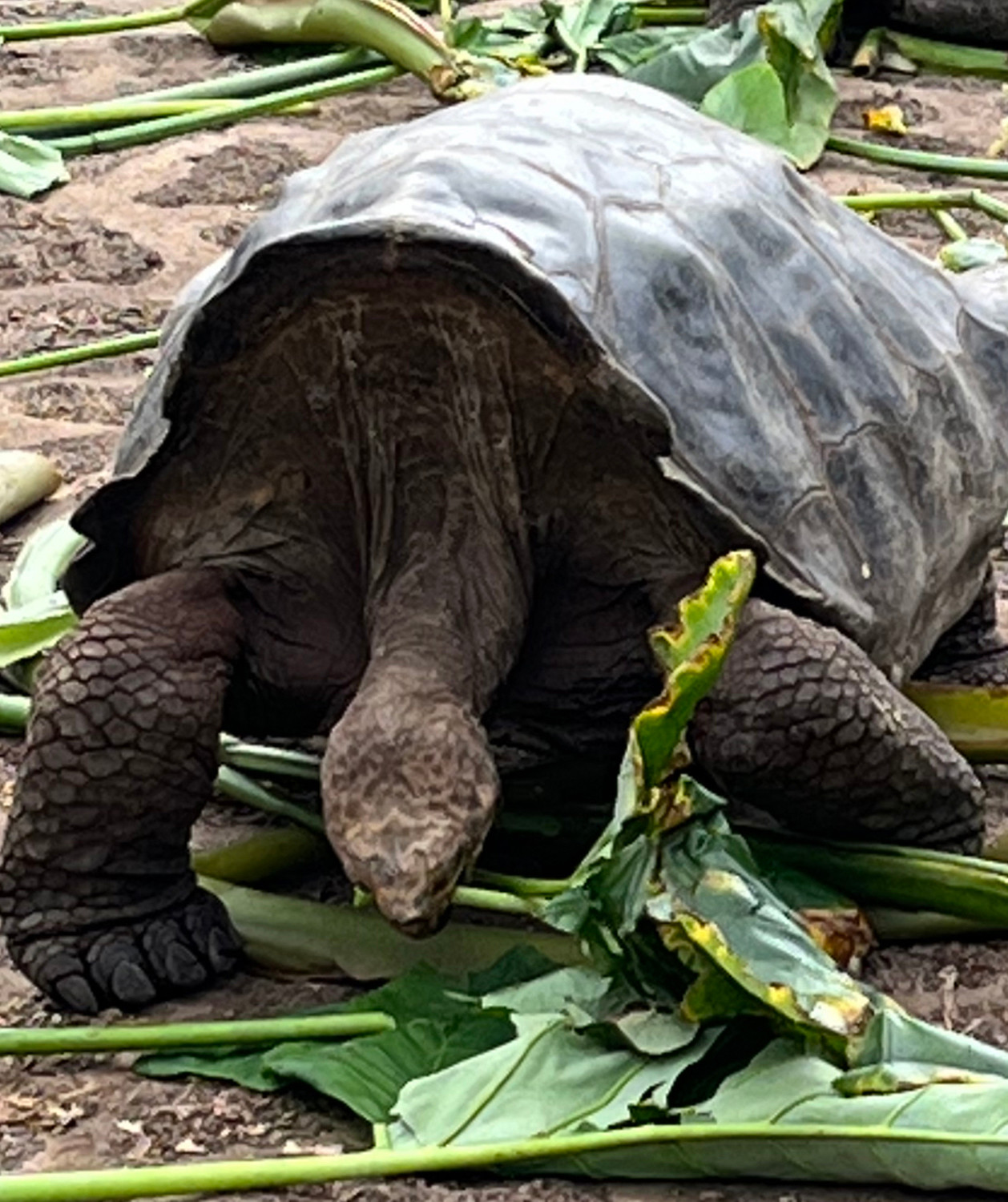 Tortoise Breeding Center in Santa Cruz, Califonia.